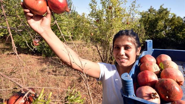 Nar Tarlasındaki Dünya Plaj Güreşi Şampiyonu