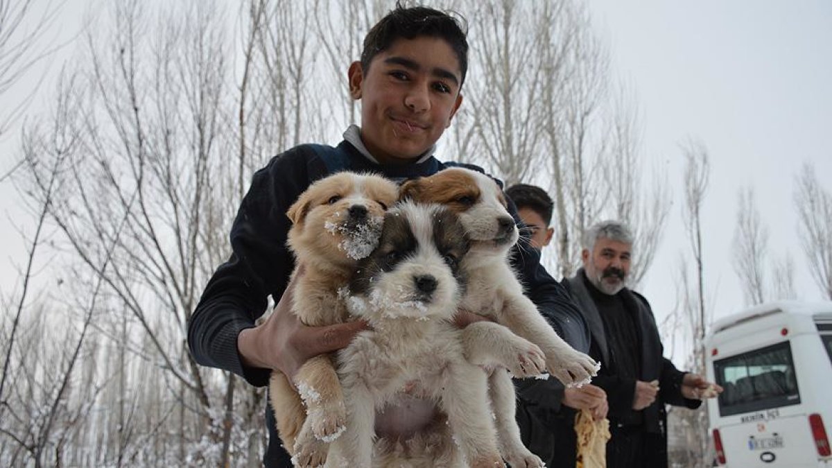 Donmak Üzere Olan Köpek Yavrularına Evlerini Açtılar
